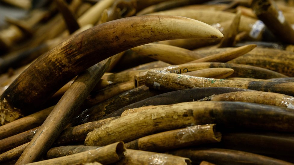La prohibición oficial en China se extiende a las compras online de objetos de marfil provenientes del extranjero. Pero grupos de conservación advirtieron que debe acabarse con el mercado negro.