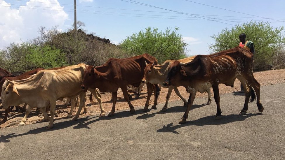 Katta xoroz eshakda boladi Katta xoroz eshakda boladi