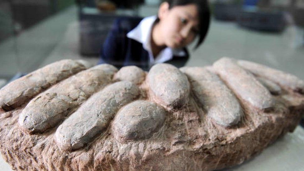 Cina, dinosaurus, fosil
