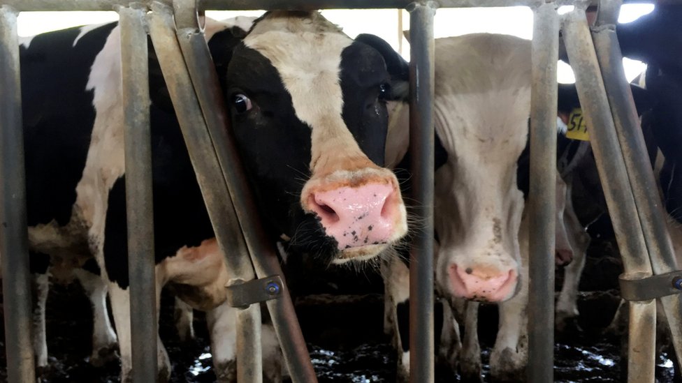 Qatar crisis: Air-lifted cows start arriving in Doha