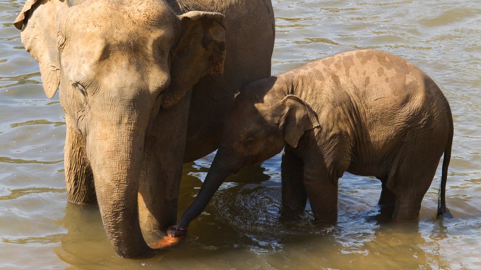 تسير الفيلة في قطعان لحماية صغارها ممسكة الصغار بذيول امهاتها يعتبر هذا التكيف
