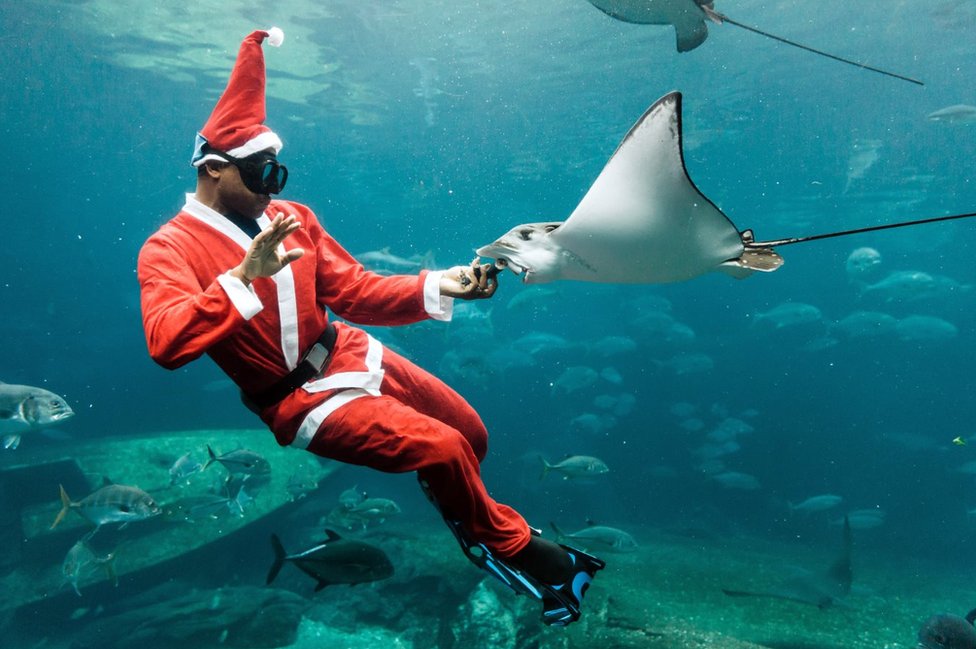 غطاس يرتدي ملابس بابا نويل يطعم سمكة الراي اللاسعة خلال عرض نُظم يوم الثلاثاء في حوض سمك في مدينة دوربان بجنوب أفريقيا