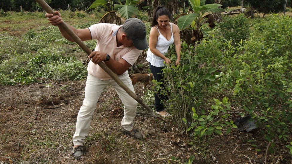 Hombre y mujer quitan plantas de coca (Foto: Natalio Cosoy/ BBC Mundo)