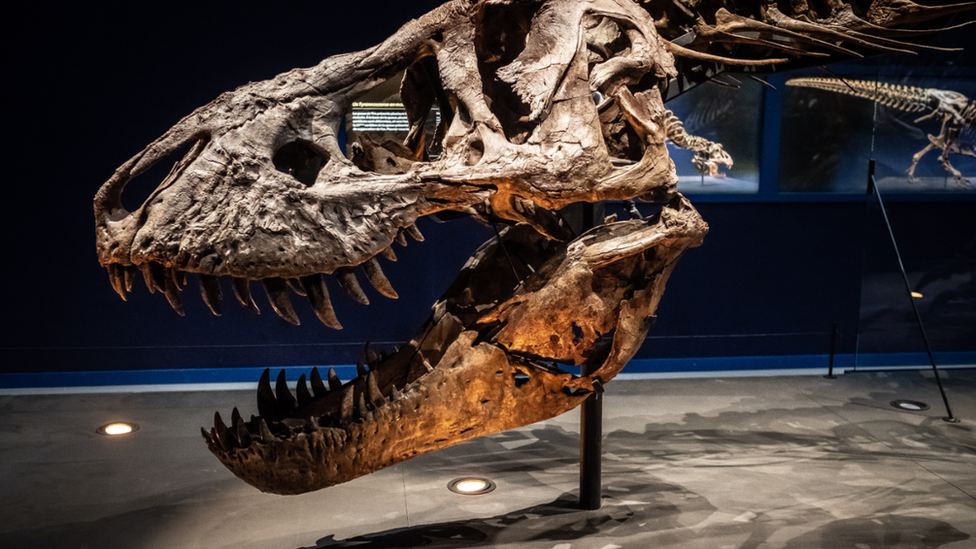 La subasta de un fósil de dinosaurio en eBay que causa indignación en la  comunidad científica - BBC News Mundo