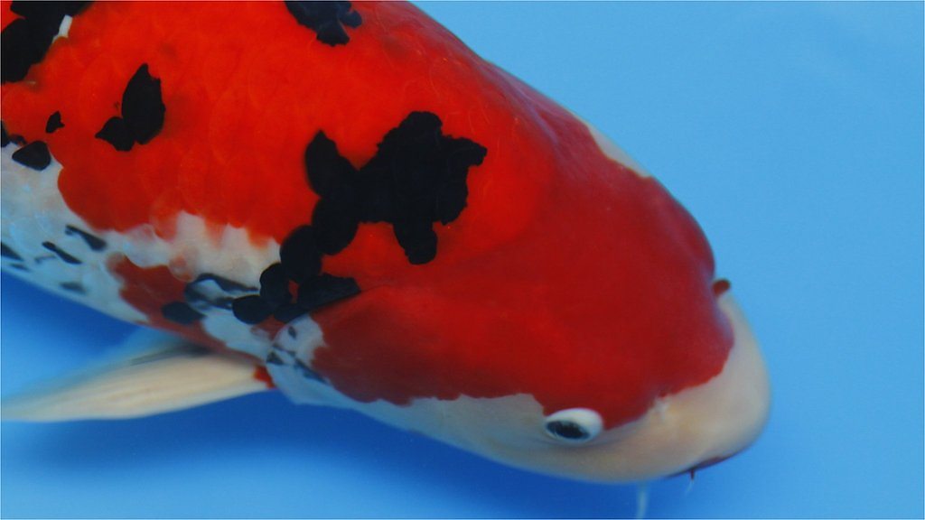 Koi fish beauty contest