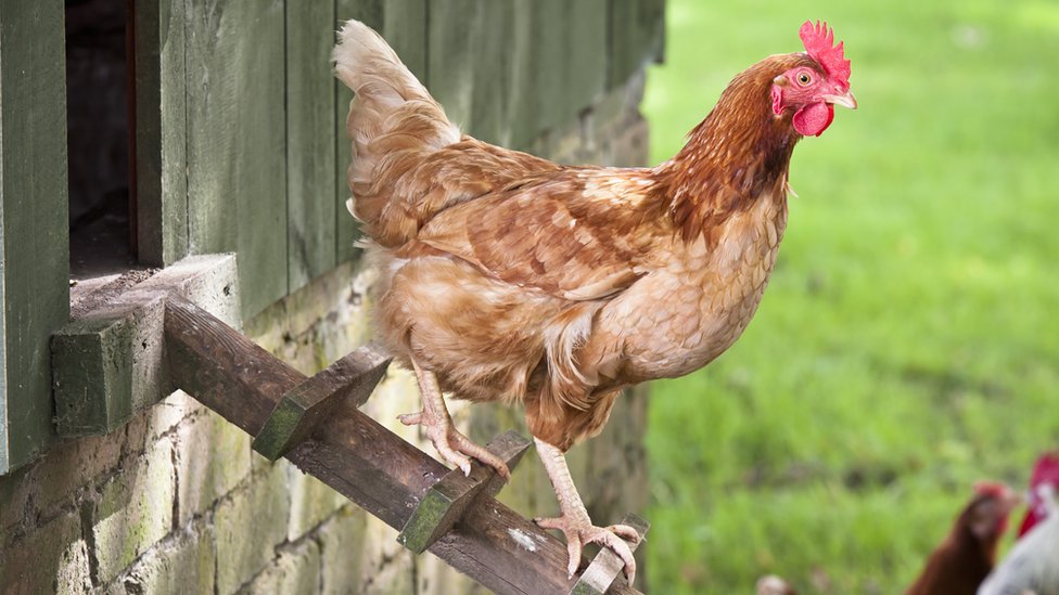 Poultry to be allowed outside as bird flu eases