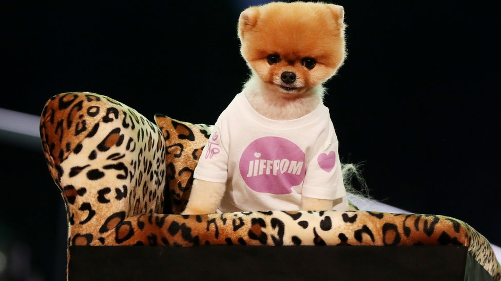 what kind of dog is jiffpom