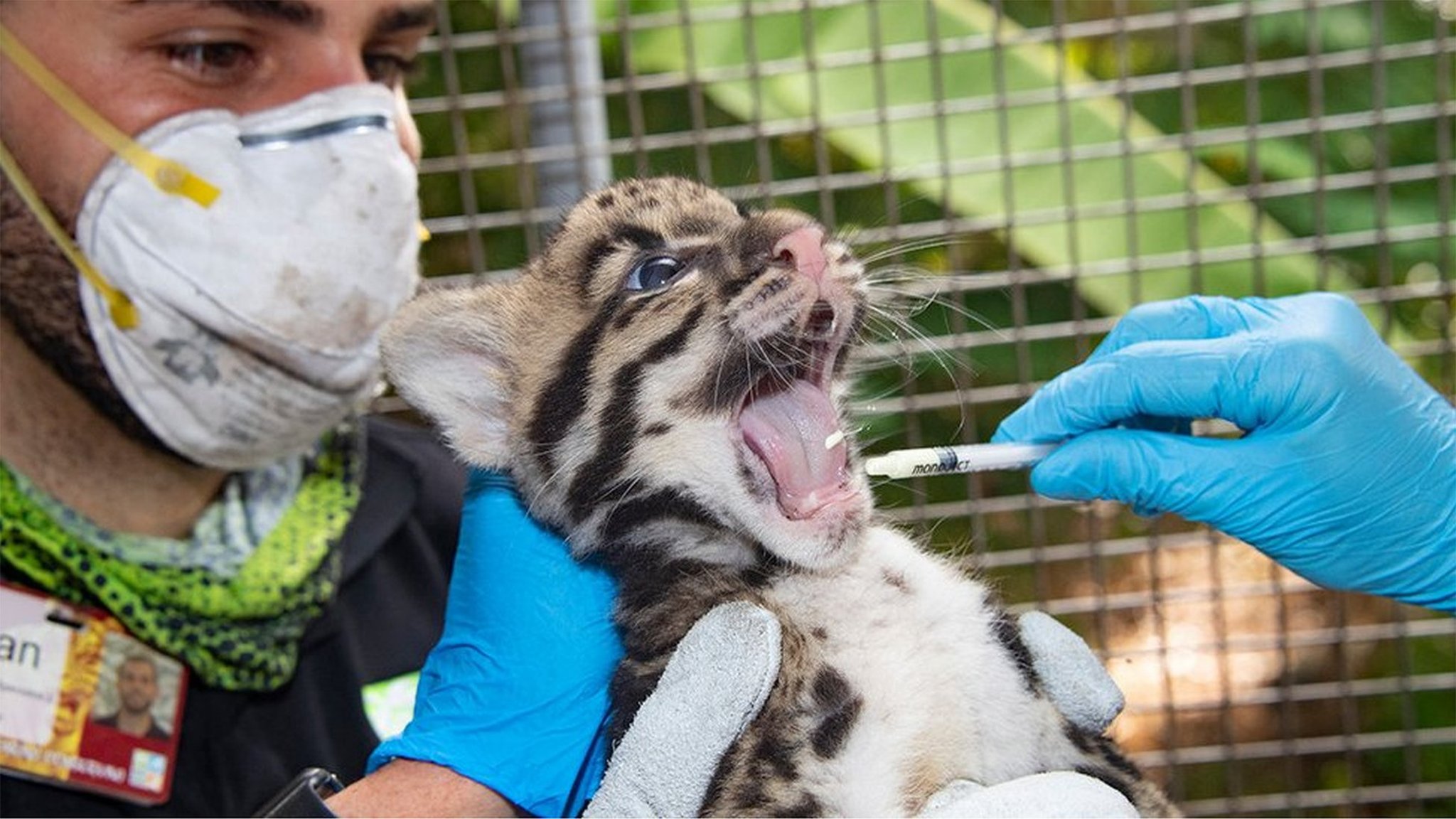 絶滅危惧のウンピョウ、新型ウイルスから守れ 米動物園 - BBCニュース