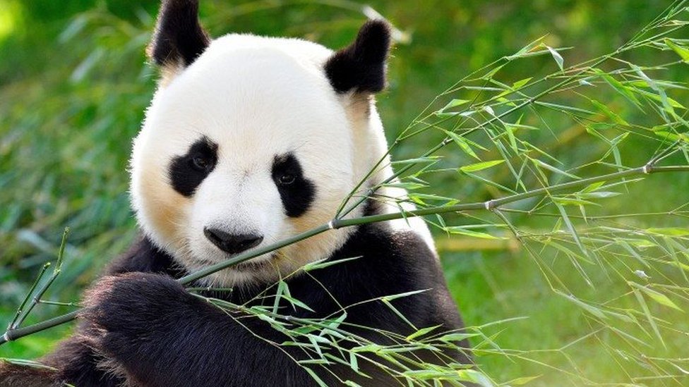 Bảo tồn gấu trúc: Lừa mẹ để cứu con - BBC News Tiếng Việt