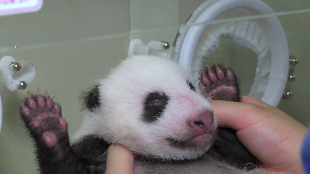 watch-this-baby-panda-open-her-eyes-for-the-first-time-cbbc-newsround