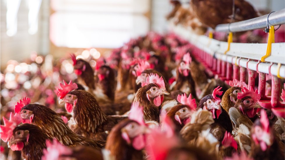 Fall in poultry numbers at NI farms, census finds