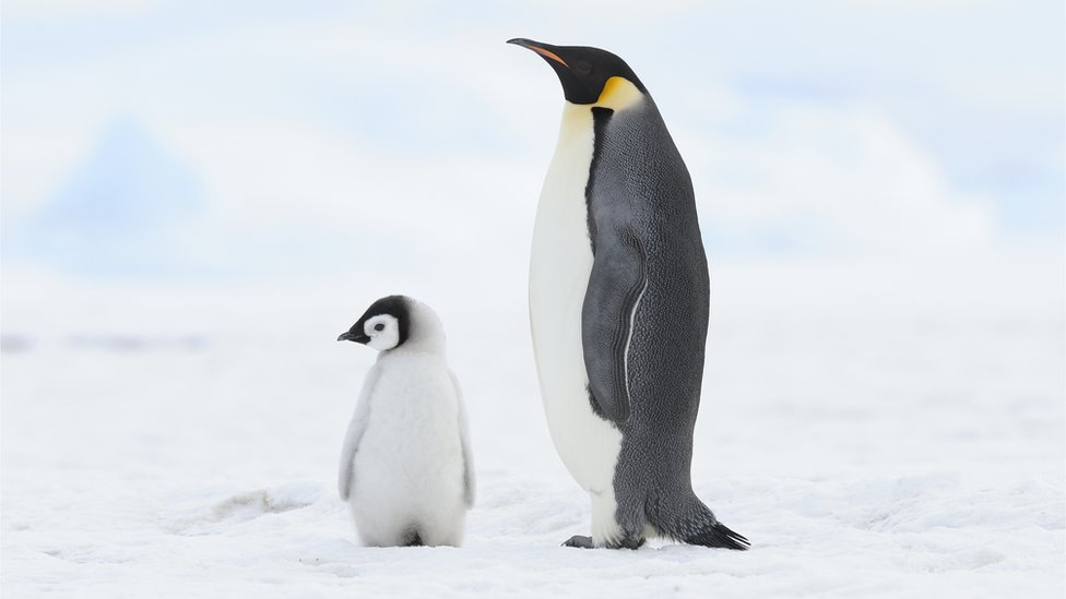 Climate change Emperor penguins listed as endangered by US government