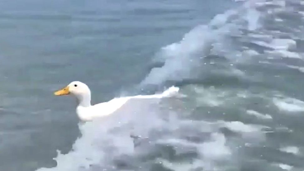Surfing Duck Spotted Catching Waves In Australia Cbbc Newsround