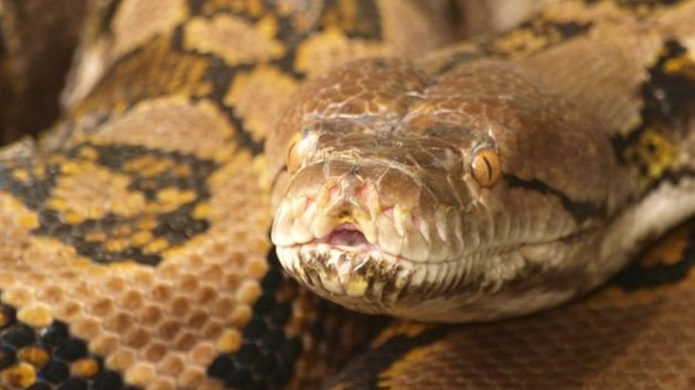 Men keksa xolaga aylandim Yashirin kamera pornosi sinovdan otdi