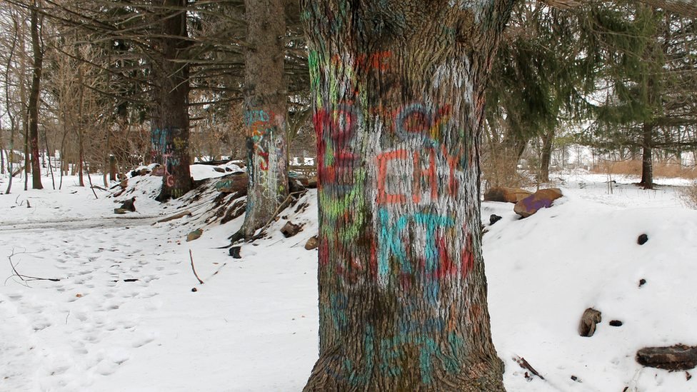 Graffiti on a row of trees