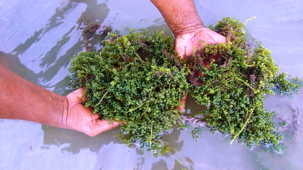 Vera Sotnikova porno onlayn