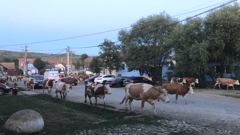 Cattle pass by Prince Charles' house in Romania