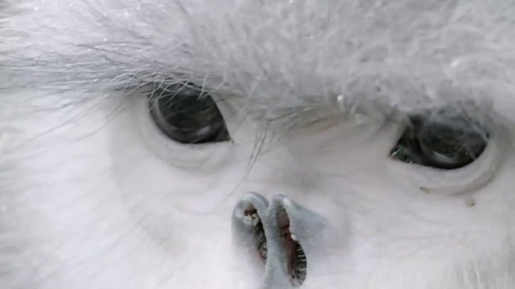 Video image