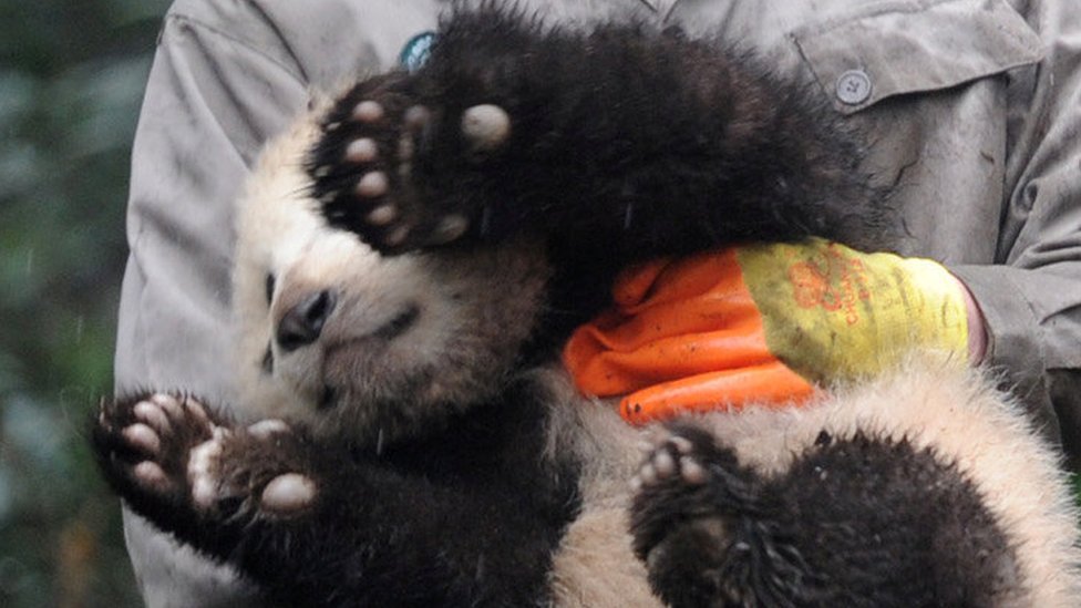 Pandas help mark Lunar New Year in China