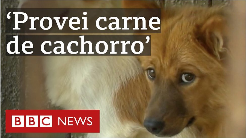 Todos os cachorros do presidente': conheça Champ, Major e outros cães (e  gatos) da Casa Branca - BBC News Brasil