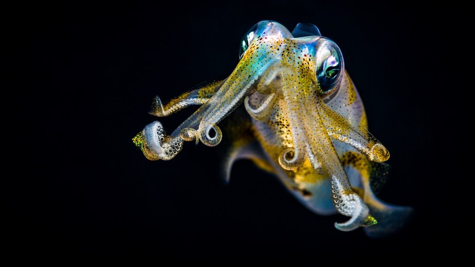 Arman aktrisasining porno suratlari