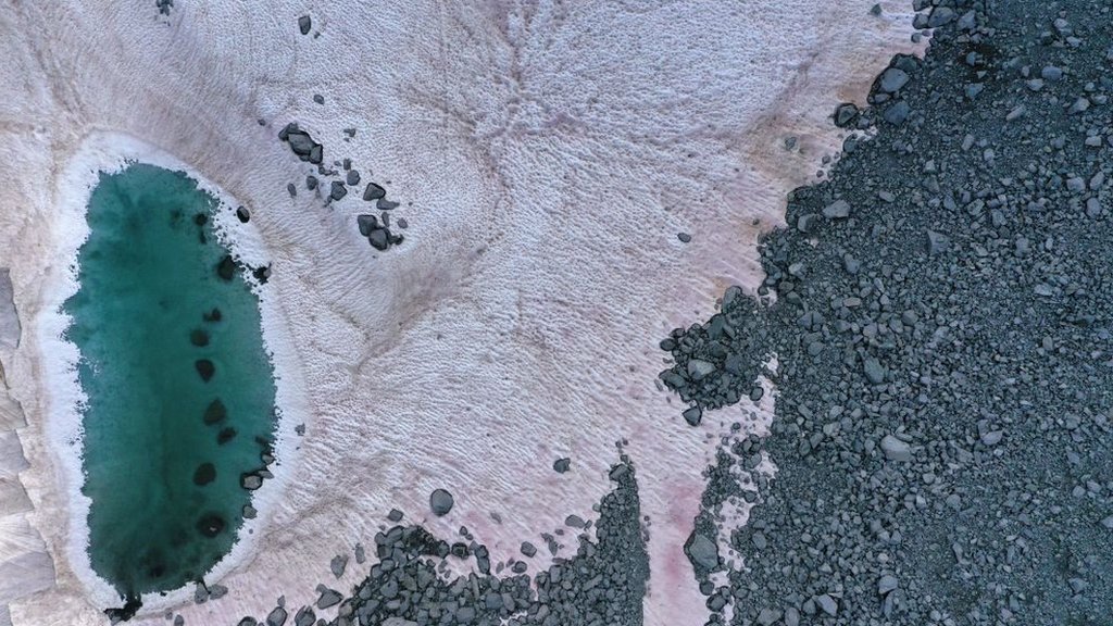 Pink snow on Italian Alps linked to climate change - CBBC Newsround
