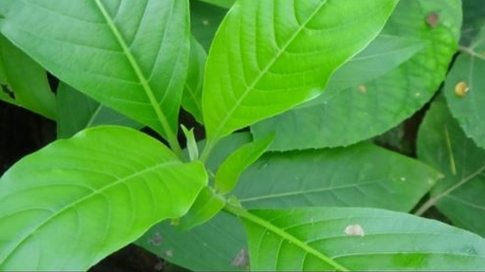 Soqollanmagan pubisning fotosurati