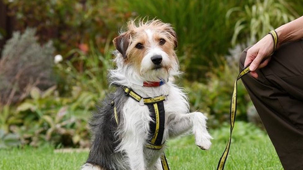 犬の気持ちが分かる――「イヌパシー」開発者に聞く - BBCニュース