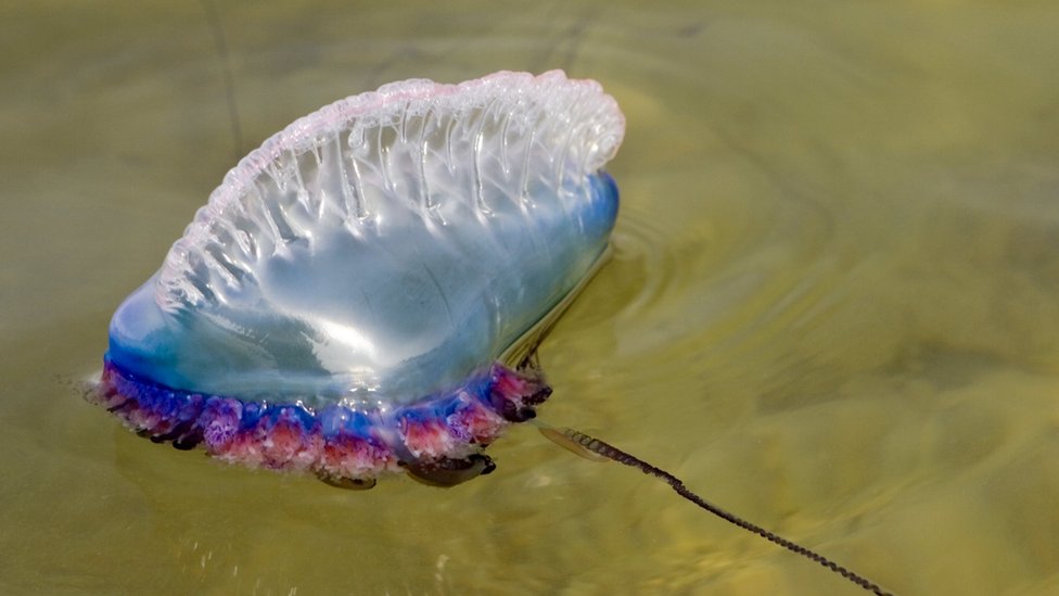 El mejor tratamiento para la picaduras de medusa (y la respuesta no es la  orina) - BBC News Mundo