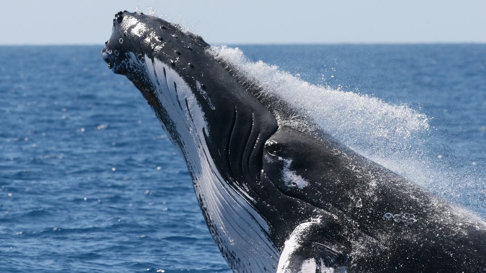 Exitoso Nutrición acre Cómo fue descubierto el estremecedor canto de las ballenas hace 50 años -  BBC News Mundo
