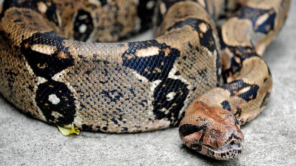 Porno komikslarning davomi