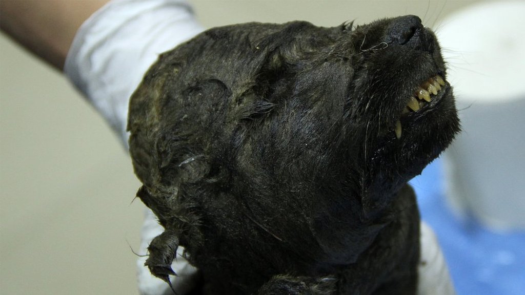 1万8000年前の「イヌ」、永久凍土から発見 きれいなまま - BBCニュース
