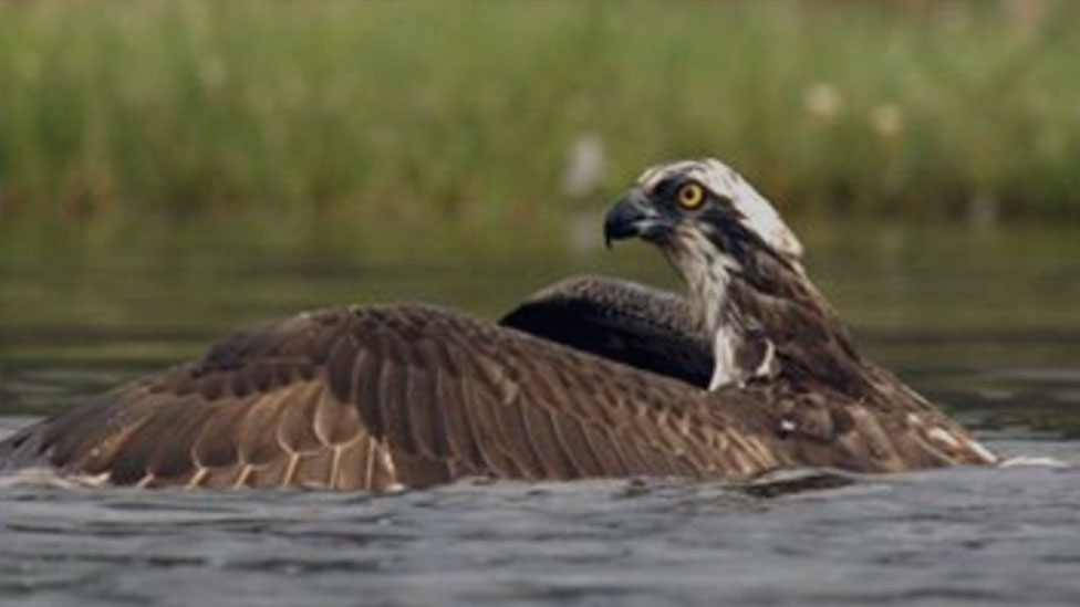 Hunting osprey footage viewed 13m times on Facebook BBC News