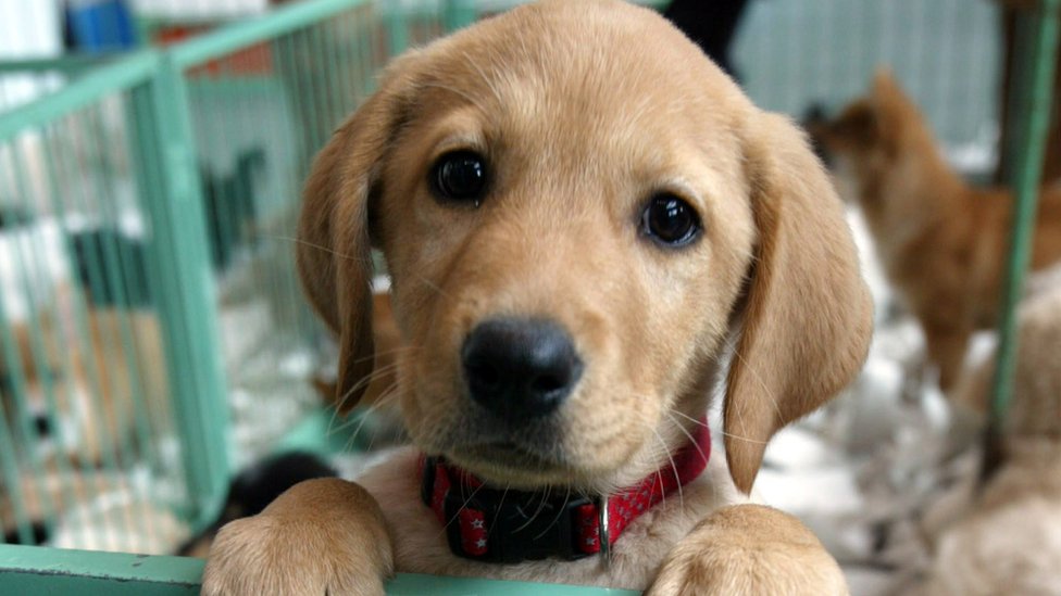 英イングランド、子犬・子猫の販売禁止へ 生後6カ月未満 - BBC