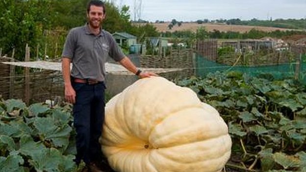Gardener smashes UK's heaviest pumpkin record