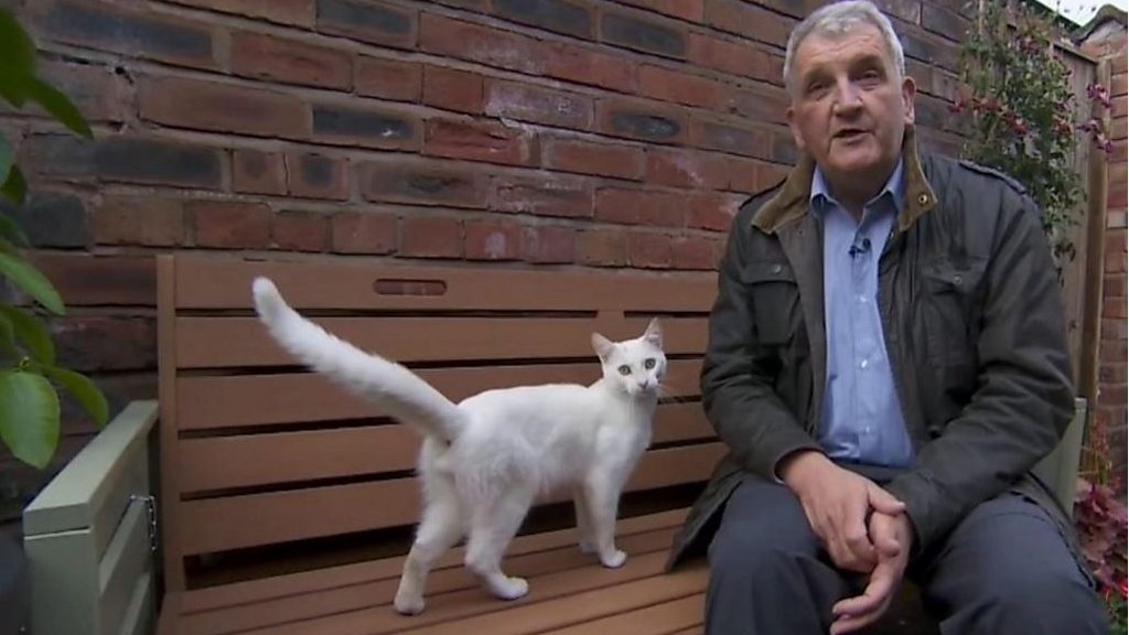 確認画像　白い猫　　入札❌️ どこからともなく白猫が……BBCの生中継中にひょっこり - BBCニュース