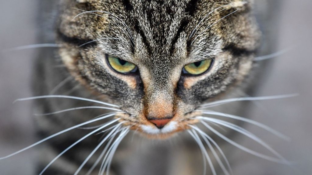 野良猫にえさやりの79歳女性に禁錮10日判決 米オハイオ州 - BBC