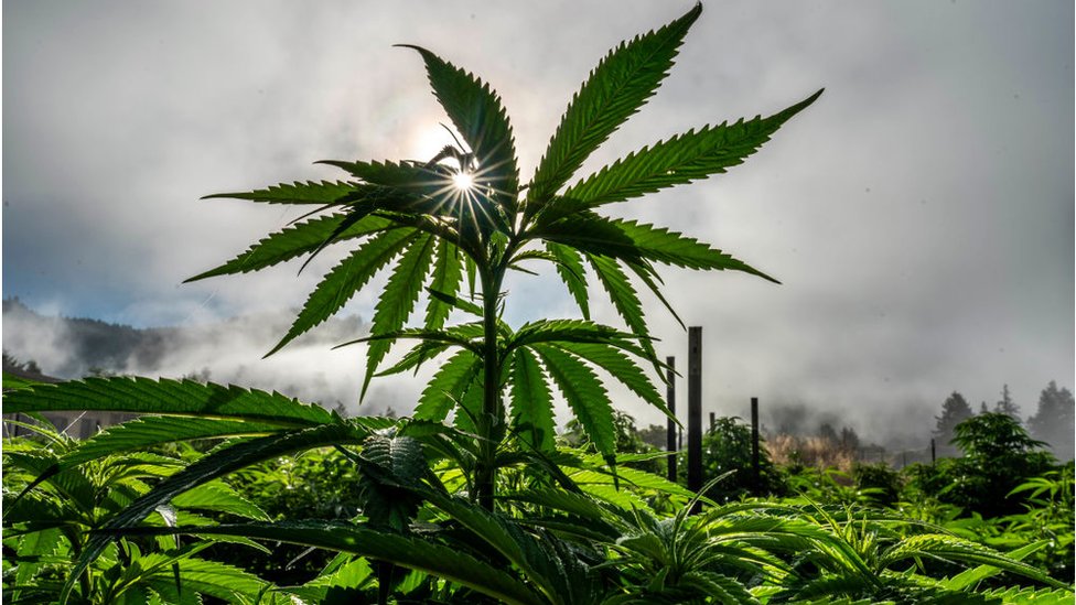 CD-ROM   アンドリュー・ワイル　大麻取締法とは何か？大麻取締法を問う 大麻合法化の国が増え取り締まりが難しい」NYでは大麻ビジネス