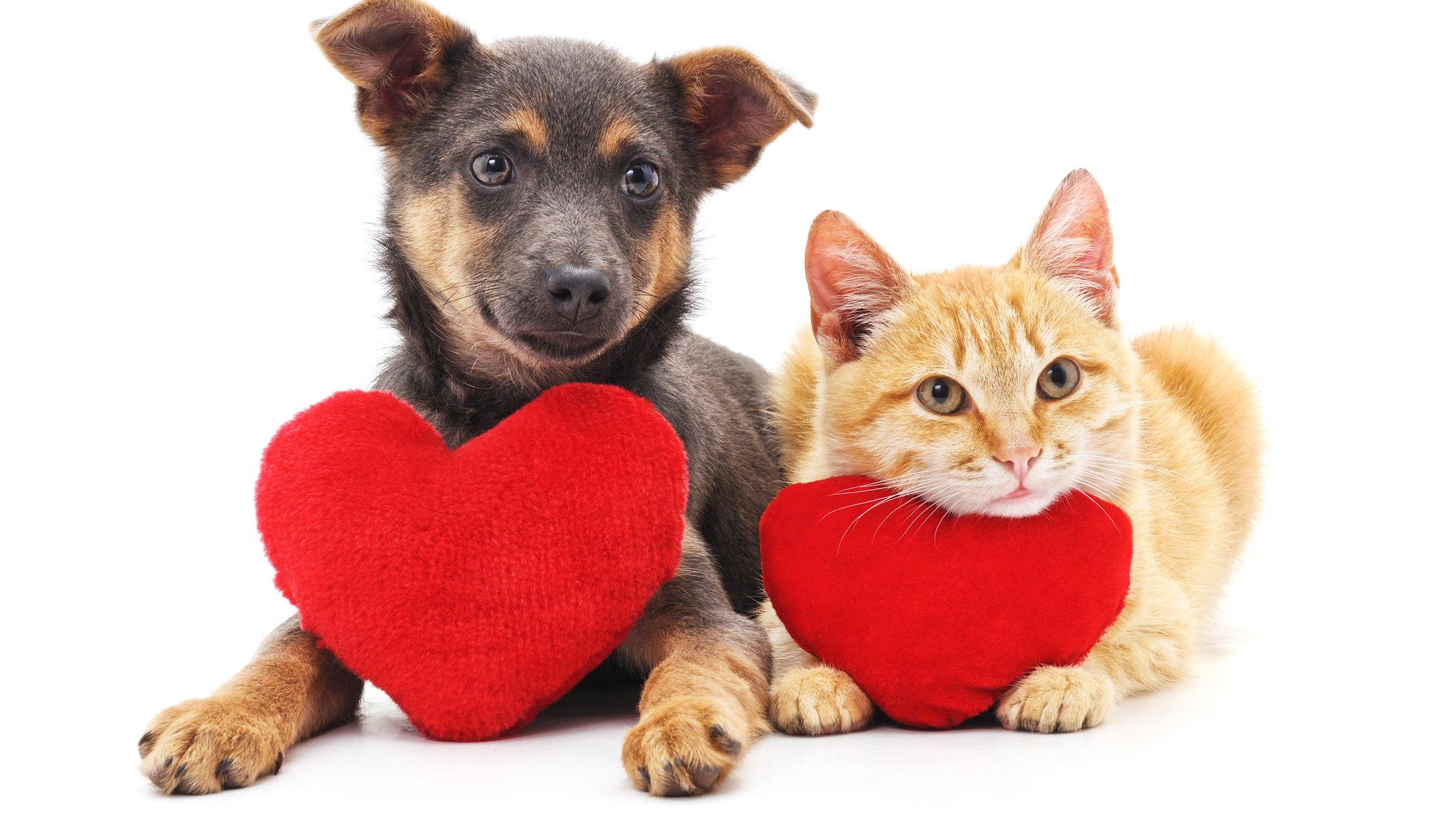 Love Your Pet Day What s Your Favourite Thing About Yours CBBC 