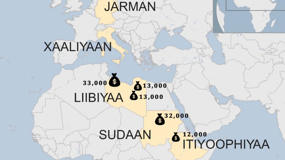 Xotinlar mushuklarini korsatishadi