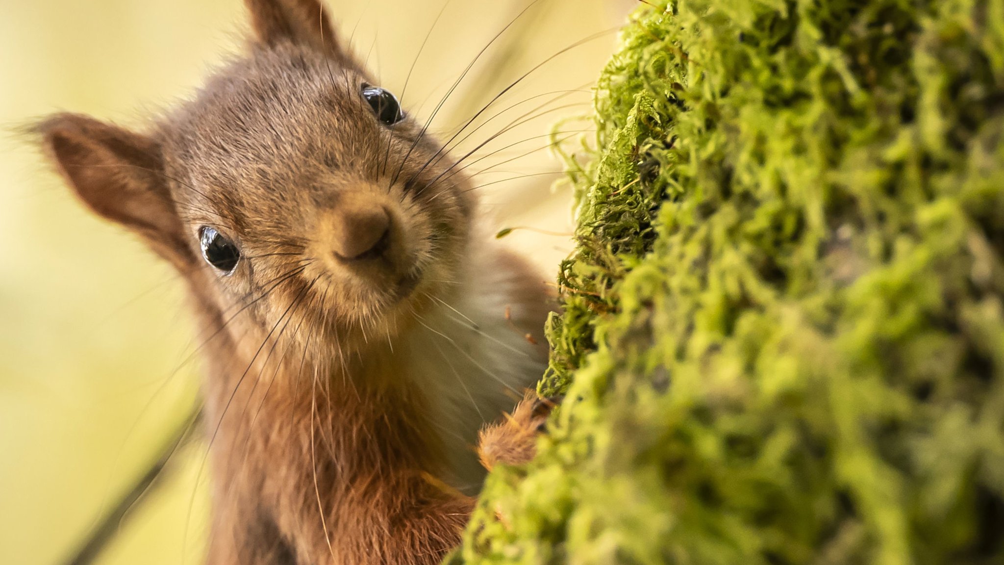 Yorkshire Dales: New Woodland Plans To Help Red Squirrels - CBBC Newsround