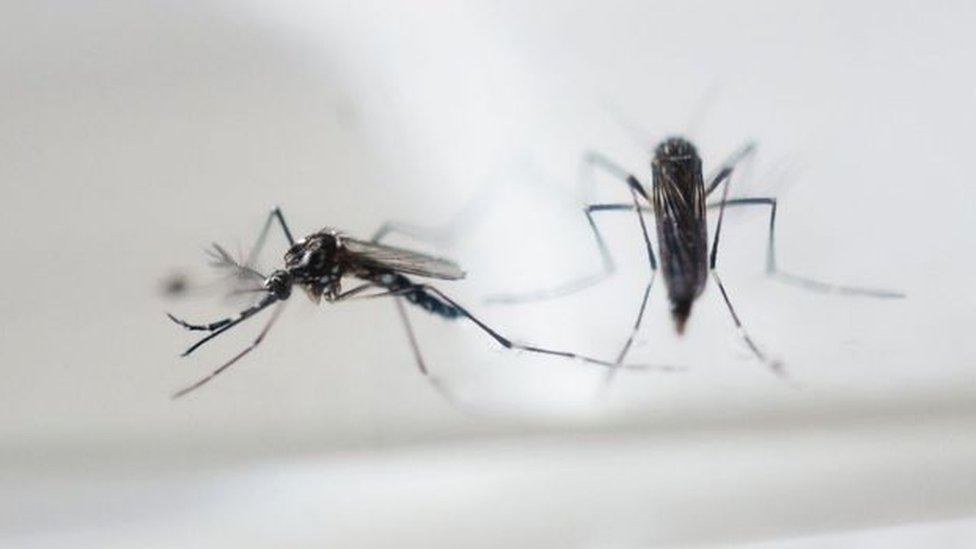Skrillex music fit be correct way to drive mosquitoes - New study