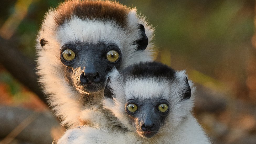 Rising tide of extinctions on Madagascar