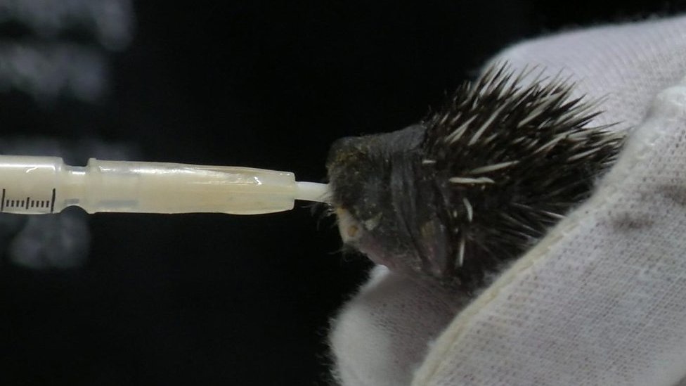 The couple helping hedgehogs back into the wild
