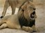 VIDEO: Palmer 'regrets' killing Cecil
