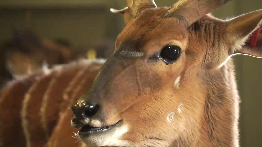 Can AI keep these zoo animals warm?