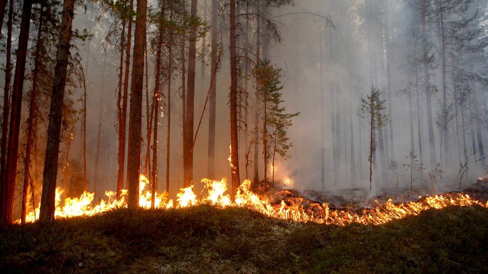 Sweden battles wildfires from Arctic Circle to Baltic Sea