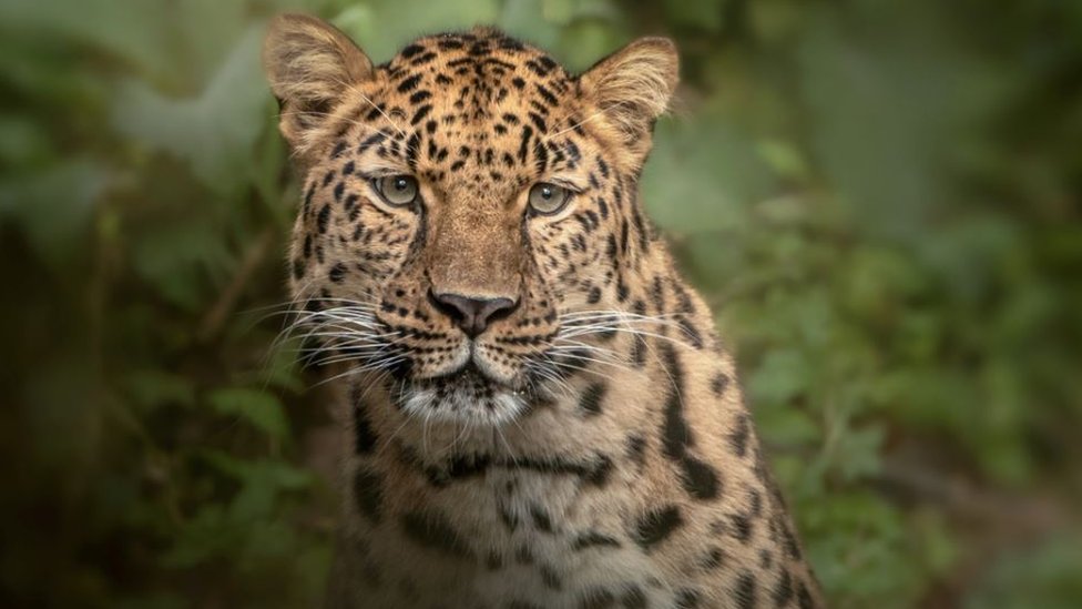 Dartmoor Zoo's rare leopard a hit on 'dating site' - BBC News