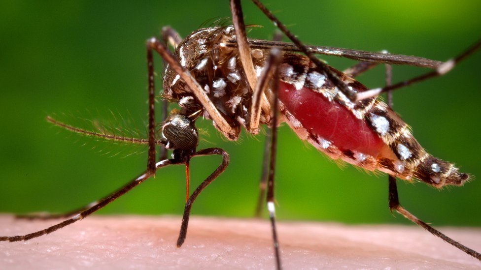 Electrónico Novedad Varios 6 cosas que quizás no sabías sobre los mosquitos, la especie más mortífera  del planeta - BBC News Mundo