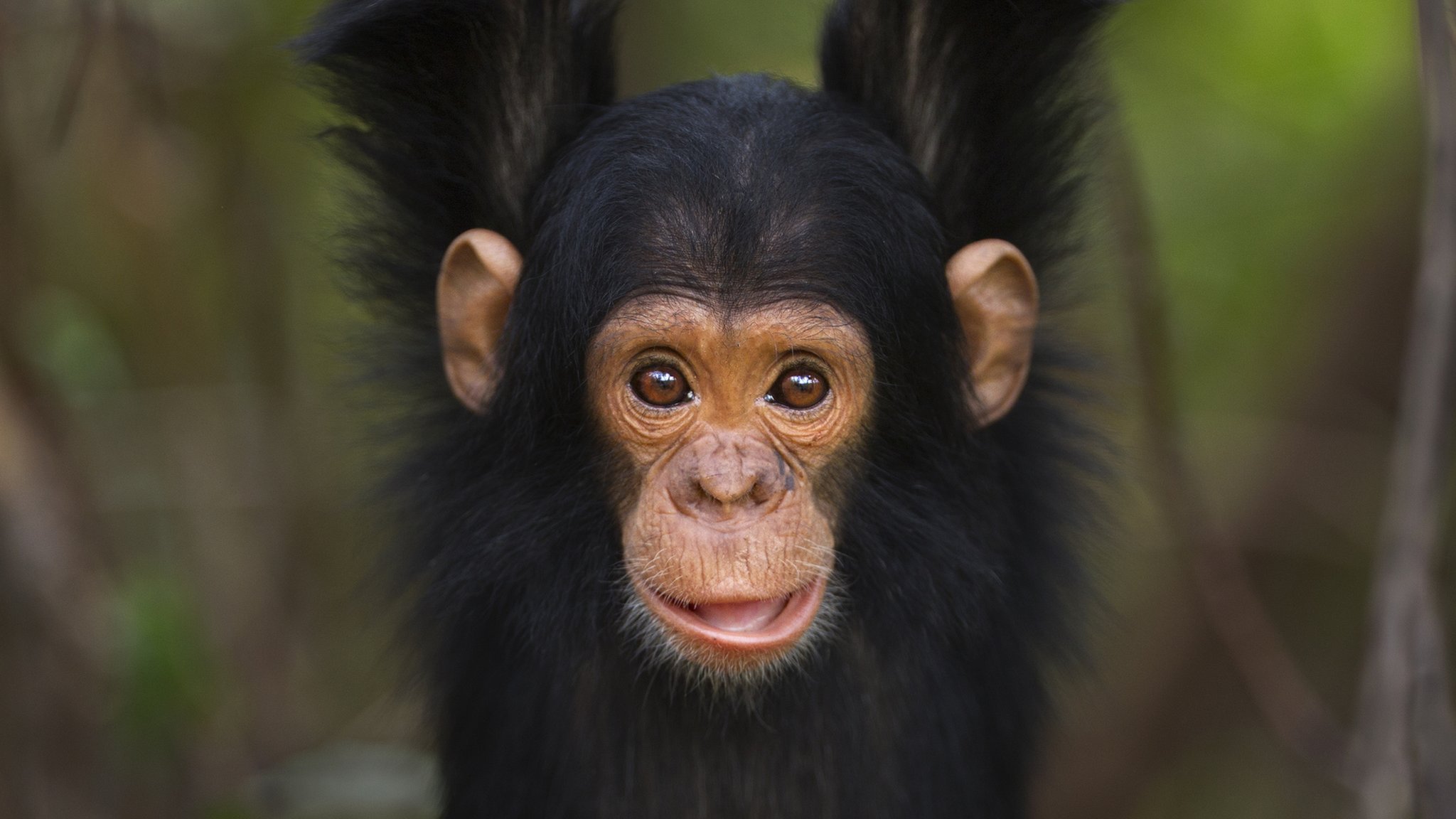 Chimpanzees Apes Drum Out Messages To Each Other With Unique Beats 